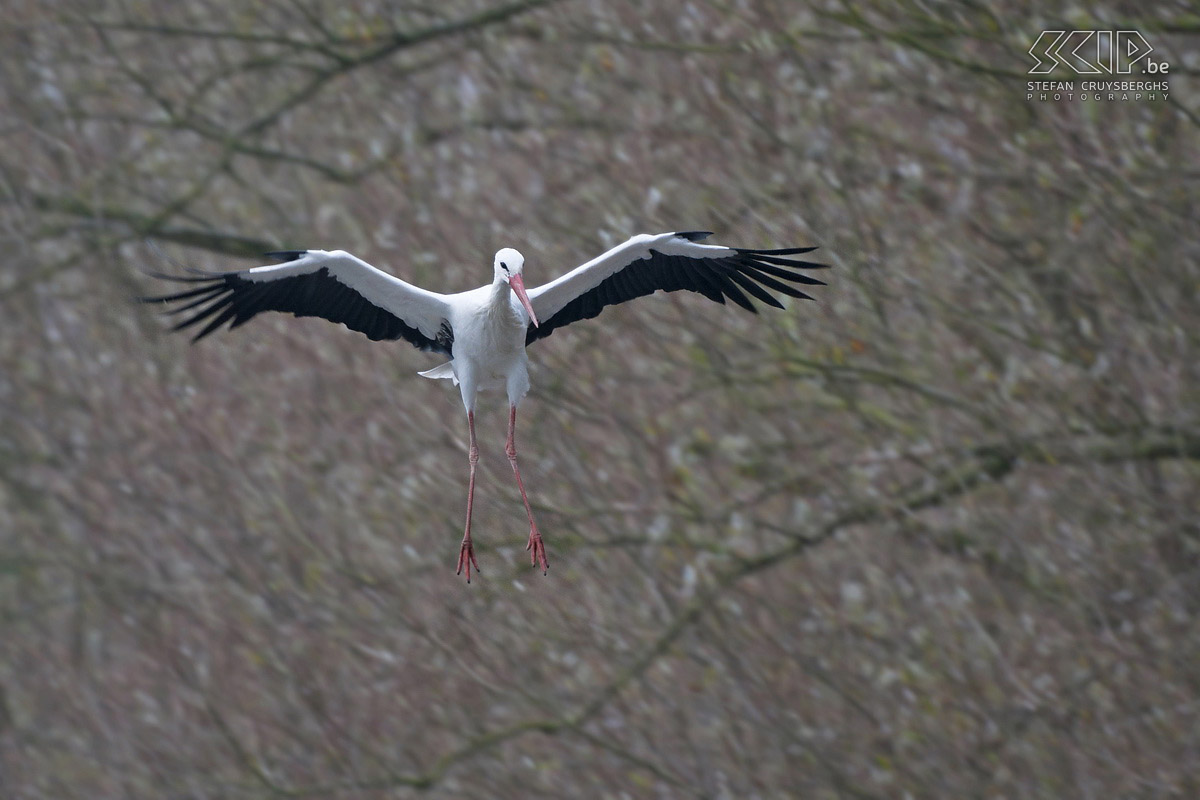 Flamish and Zeelandic coast - Zwin - White stork A day of photographing at the Flamish and Zeelandic coast in Breskens, Cadzand, Knokke and Blankenberge. Stefan Cruysberghs